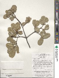 Quercus crassifolia image