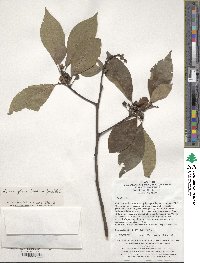 Lindera glauca image