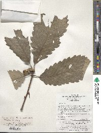 Quercus aliena var. acutiserrata image