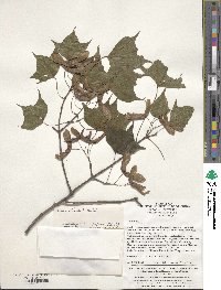 Acer wilsonii image