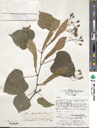 Tilia paucicostata image