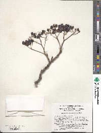 Sorbus aucuparia image