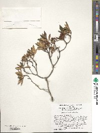 Rhododendron micranthum image