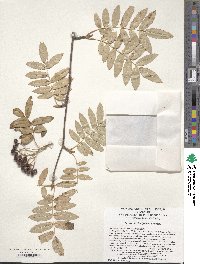 Sorbus discolor image