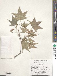 Acer pictum image