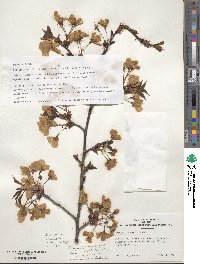 Prunus sargentii image