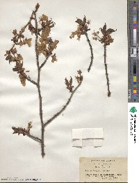 Prunus sargentii image