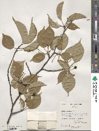 Prunus sargentii image