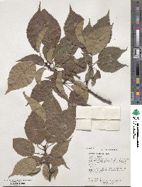 Prunus sargentii image