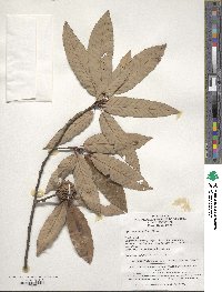 Quercus variabilis image