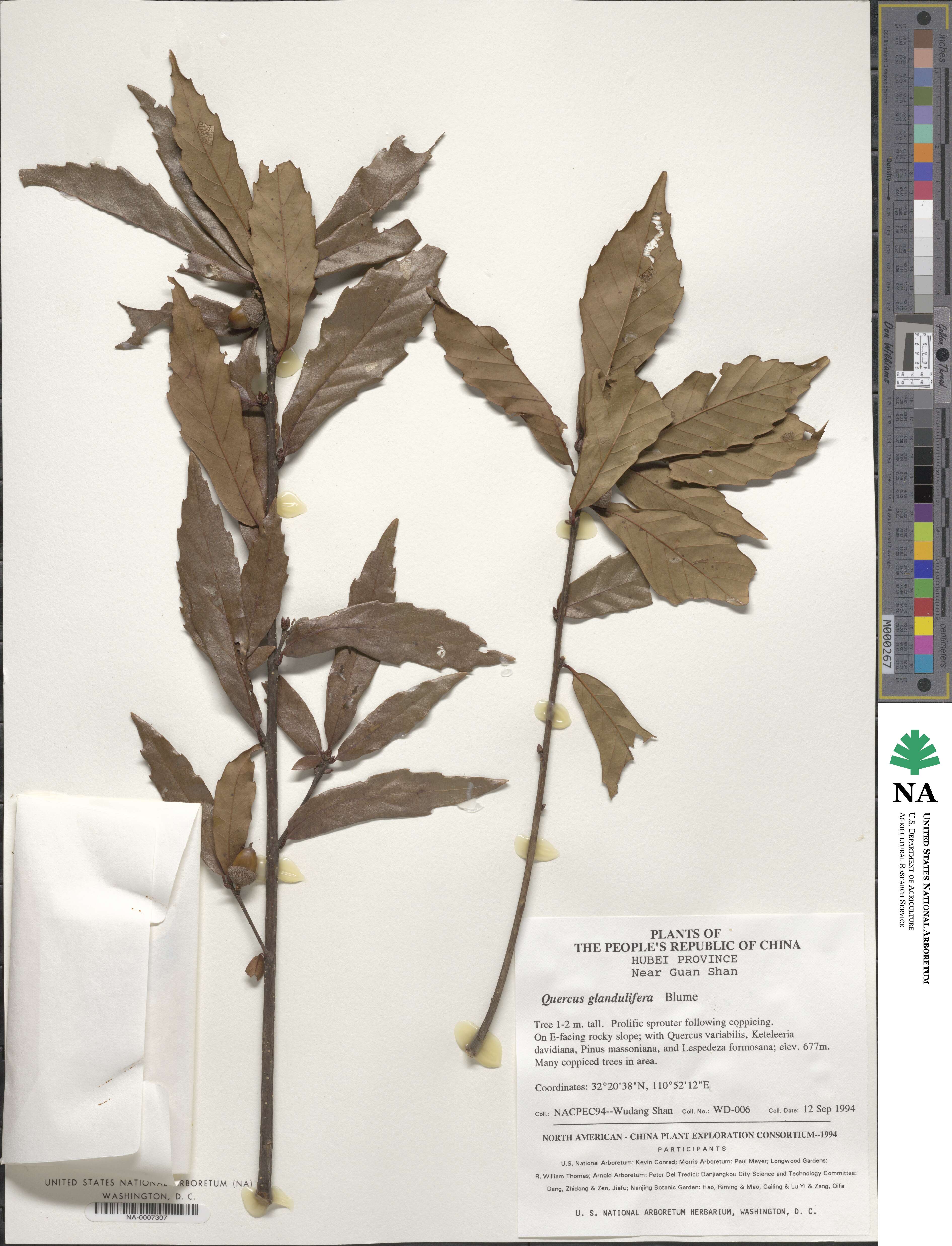 Quercus serrata image