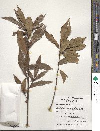 Quercus serrata image