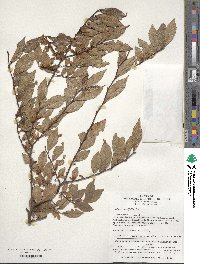 Ulmus parvifolia image