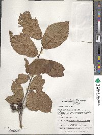 Sinowilsonia henryi image