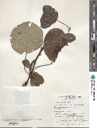 Image of Actinidia chinensis