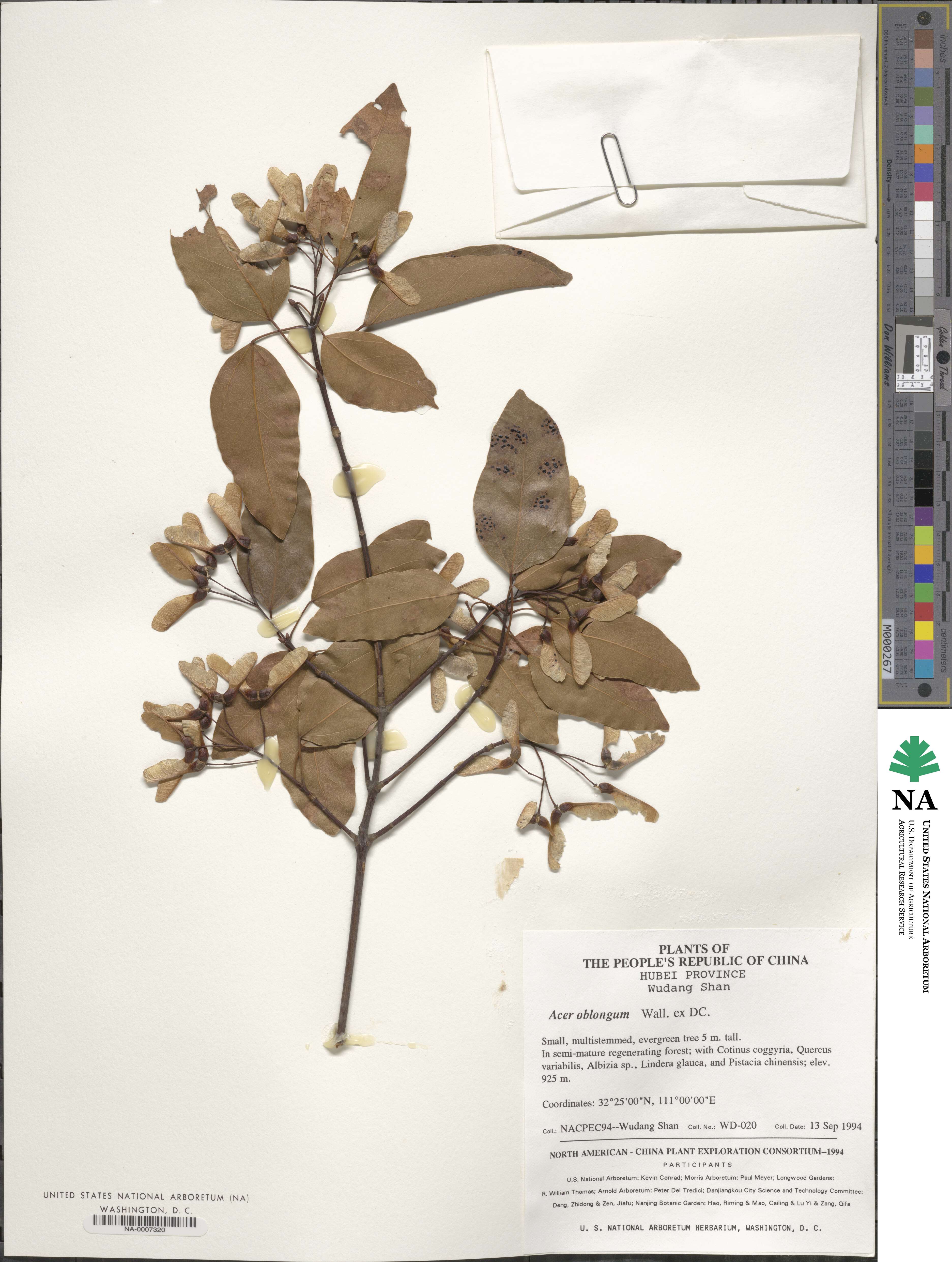 Acer oblongum image