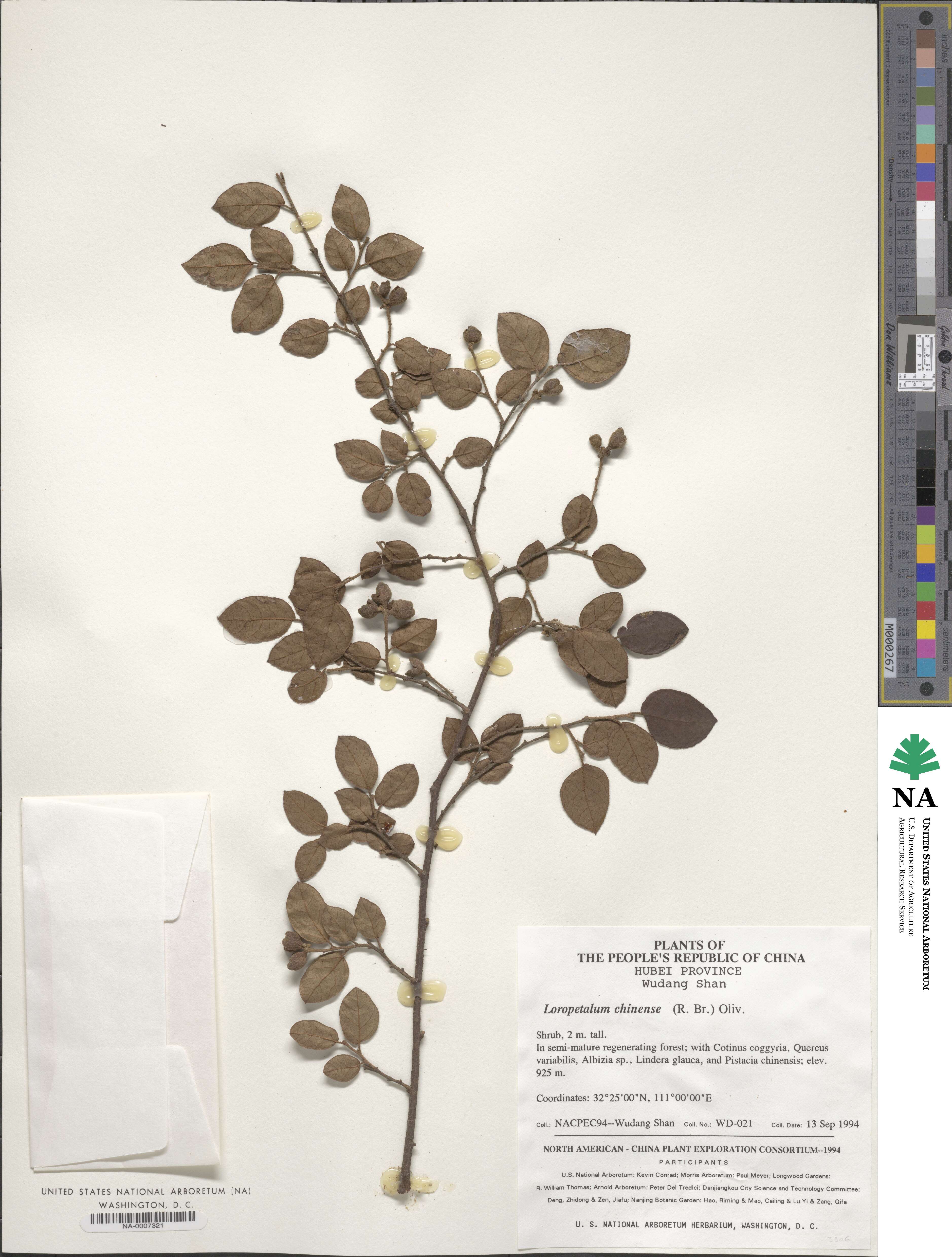 Loropetalum chinense image