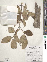 Image of Dipelta floribunda