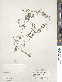 Galium concinnum image