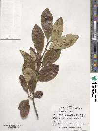 Nyssa sylvatica image