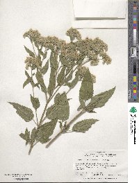 Eupatorium serotinum image
