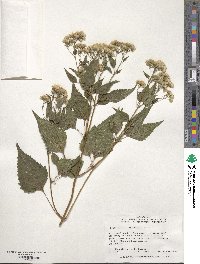 Eupatorium rugosum image