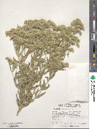 Eupatorium altissimum image