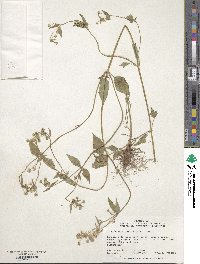 Galinsoga parviflora image