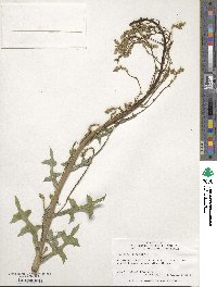 Lactuca canadensis image