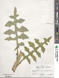 Lactuca canadensis image