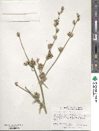 Cichorium intybus image