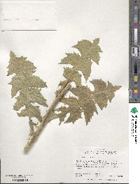 Cichorium intybus image