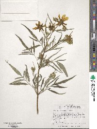 Bidens polylepis image