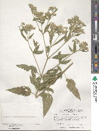 Eupatorium serotinum image