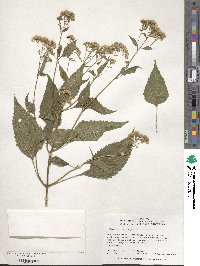 Eupatorium rugosum image