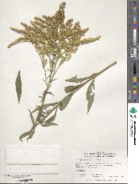 Solidago juncea image