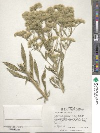 Eupatorium altissimum image