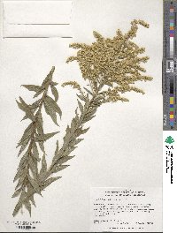 Solidago altissima image