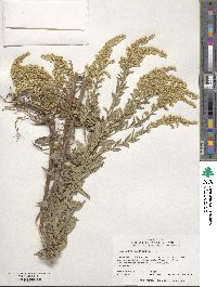 Solidago altissima image