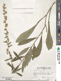 Image of Solidago erecta