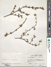 Image of Lonicera fragrantissima