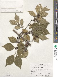 Lonicera maackii image