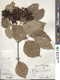 Viburnum dilatatum image