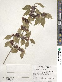 Lonicera maackii image