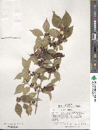 Lonicera maackii image