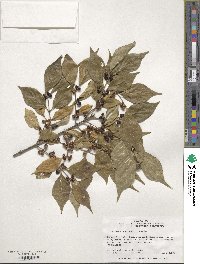 Lonicera maackii image