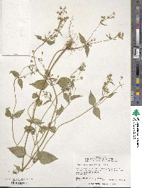 Galinsoga parviflora image