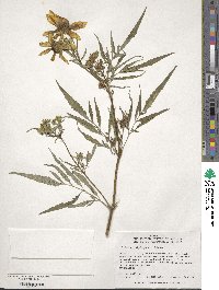 Bidens polylepis image