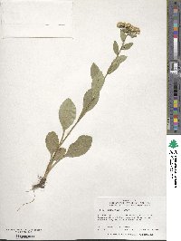 Sericocarpus asteroides image