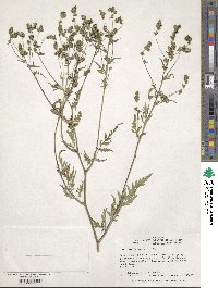 Artemisia annua image